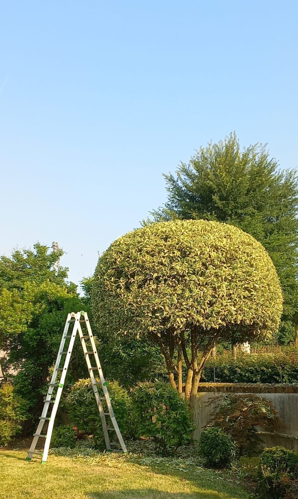Albero potato a forma di sfera, con la scala da lavoro accanto